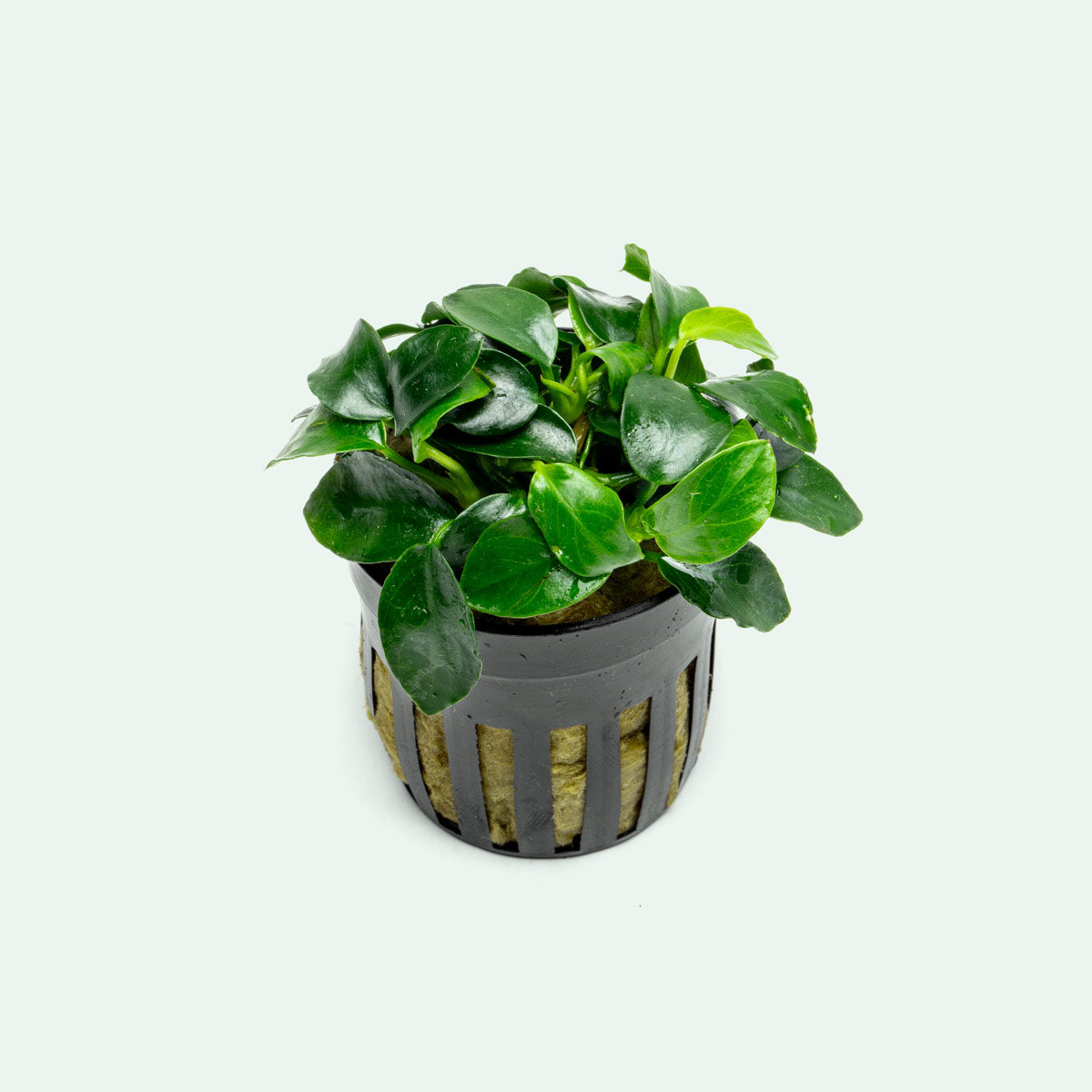 Anubias Nana Petite Live Aquarium Plant - Small Aquatic Plant for Fish Tanks, Nano Tanks & Aquascaping | Low Light & Easy Care Freshwater Plant