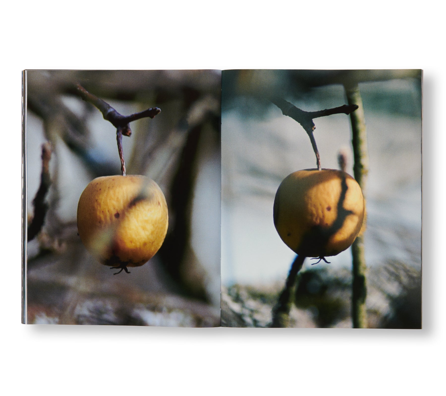 ONLY APPLES by Brigham Baker - Fresh Organic Apples for Healthy Snacks, Baking & Gift Baskets