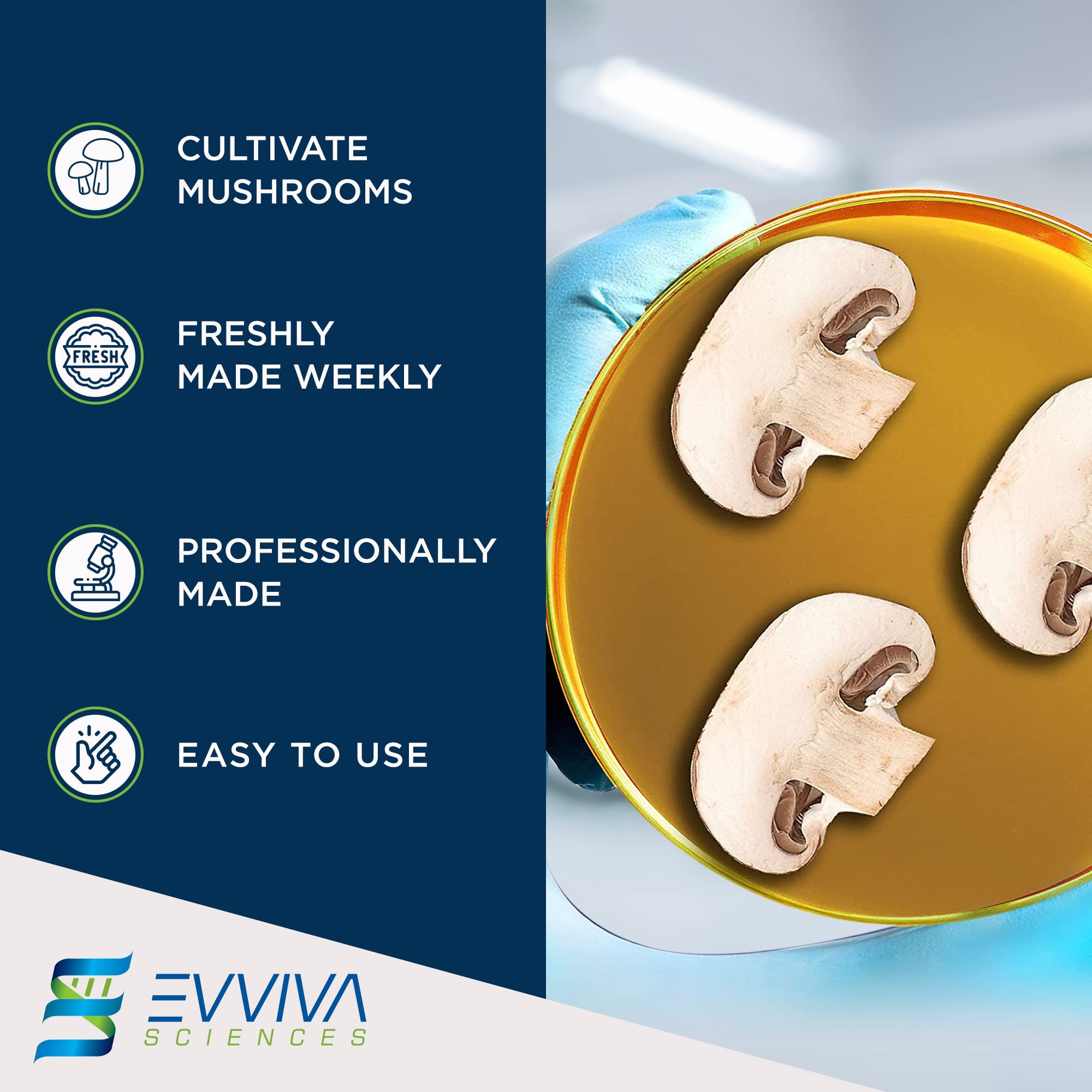 Evviva Sciences Potato Dextrose Agar Petri Dishes - Prepoured PDA for Mushroom Cultivation, Home Science Experiments & School Projects - Ready-to-Use Petri Dishes with Agar for Lab Testing & Mycology Studies