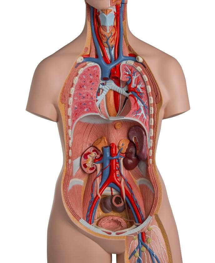 Unisex Anatomical Torso Model with Removable Ribs & Open Back - 21-Part Human Body Anatomy Kit for Medical Students & Science Education