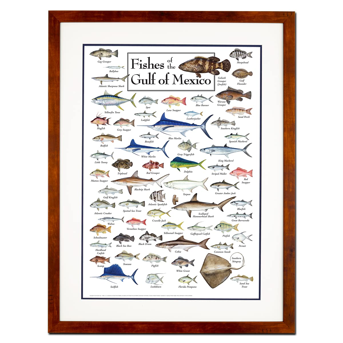Earth Sky + Water - Fishes of the Gulf of Mexico - Premium Double-Matted Poster with Honey Frame - Perfect for Home Decor, Office Wall Art & Marine Biology Enthusiasts