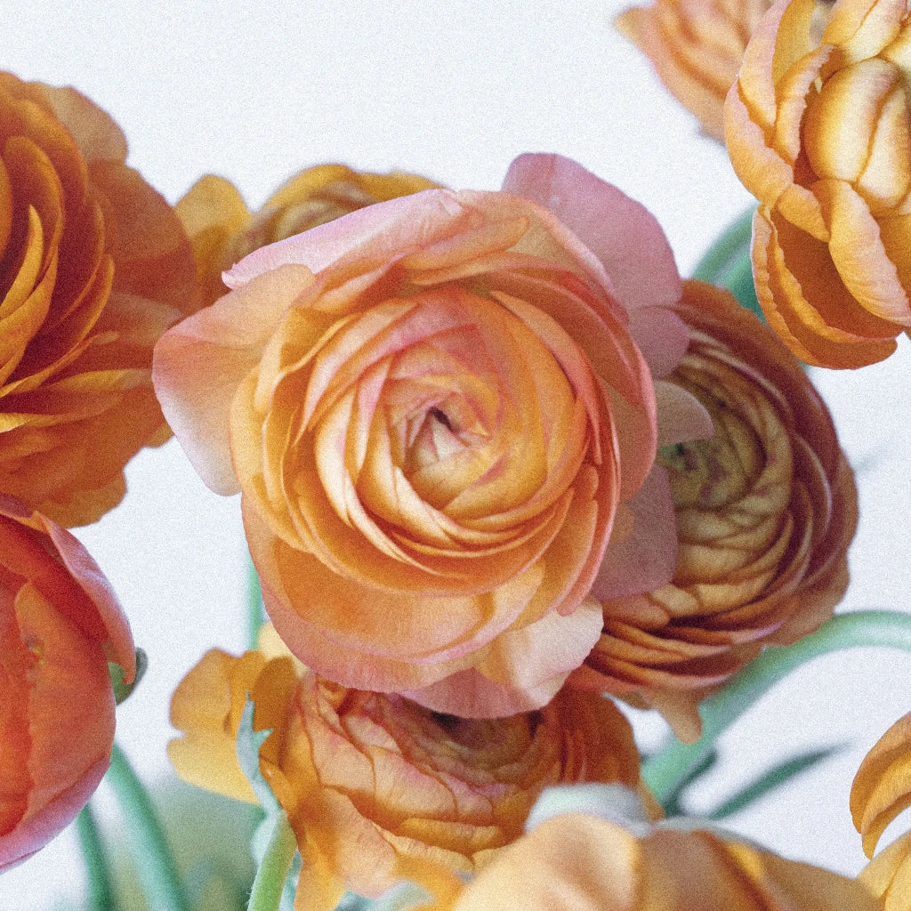 Bahama Mama Italian Cloony Ranunculus Flowers - Beautiful Artificial Silk Floral Arrangement for Home Decor, Wedding Centerpieces, and Party Decorations
