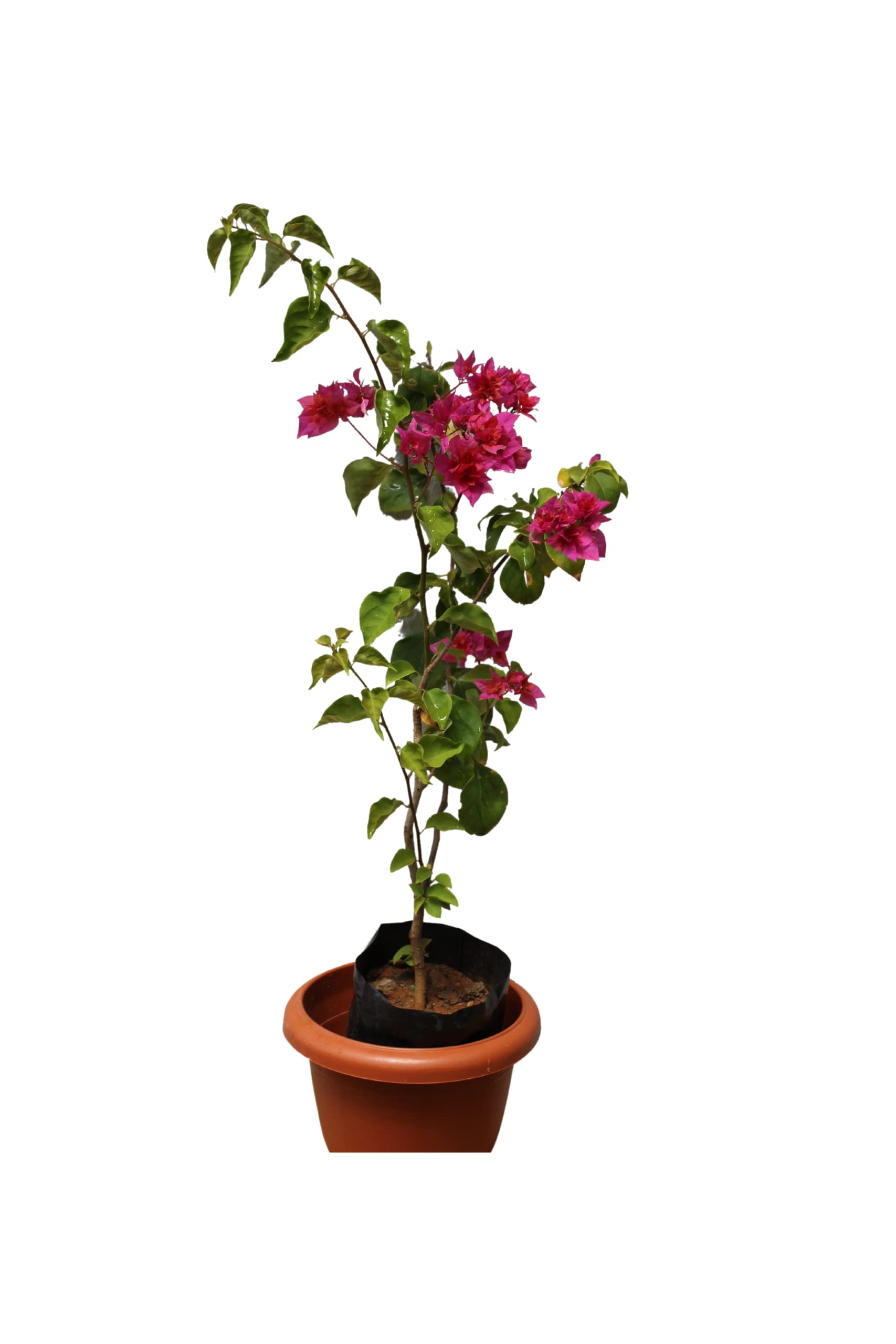 Bougainvillea Live Plant - 1 Healthy Tropical Flowering Vine for Outdoor Gardens, Patios & Landscaping | Perfect for Adding Vibrant Color to Your Yard