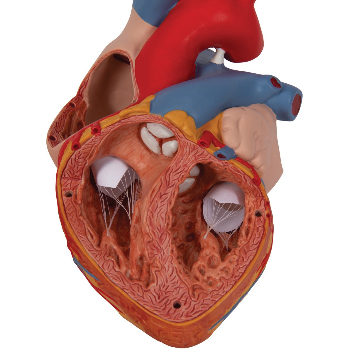 Giant Human Heart Model - 2X Life Size, 4-Part Anatomy Display - Perfect for Medical Education, Biology Classrooms & Science Labs