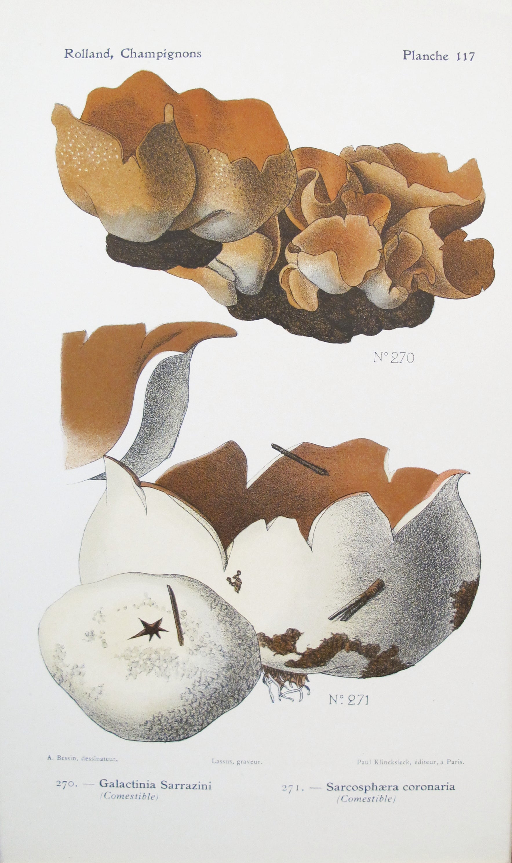 1910 French Mushroom Botanical Plate - Galactinia Sarrazini & Sarcosphaera Coronaria Vintage Print | Antique Mushroom Art for Home Decor, Kitchen Wall Art, Nature Lover Gift