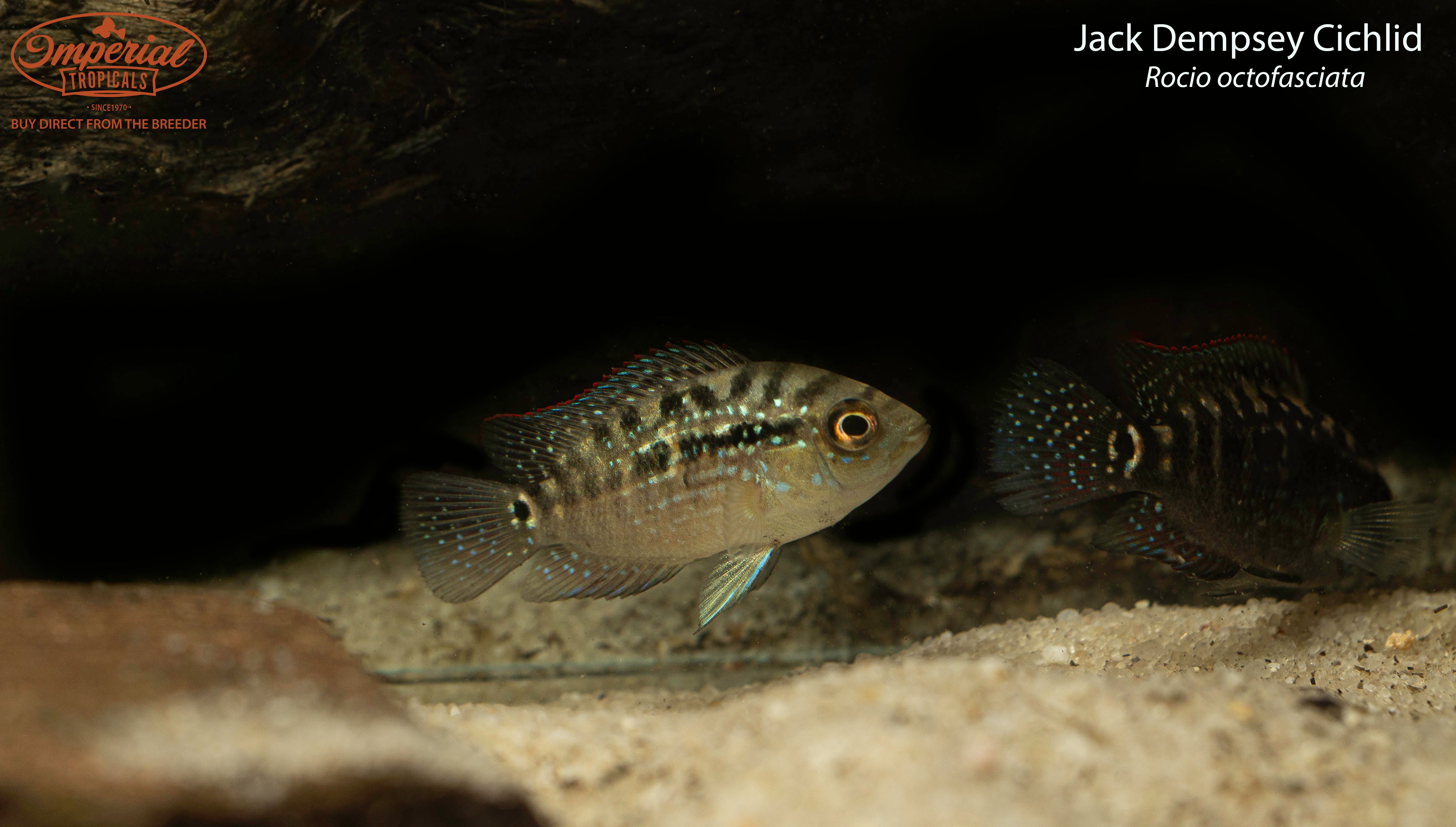 Jack Dempsey Cichlid Fish - Freshwater Tropical Aquarium Fish for Home & Office Aquariums | Perfect for Fish Tanks, Aquatic Displays & Cichlid Enthusiasts