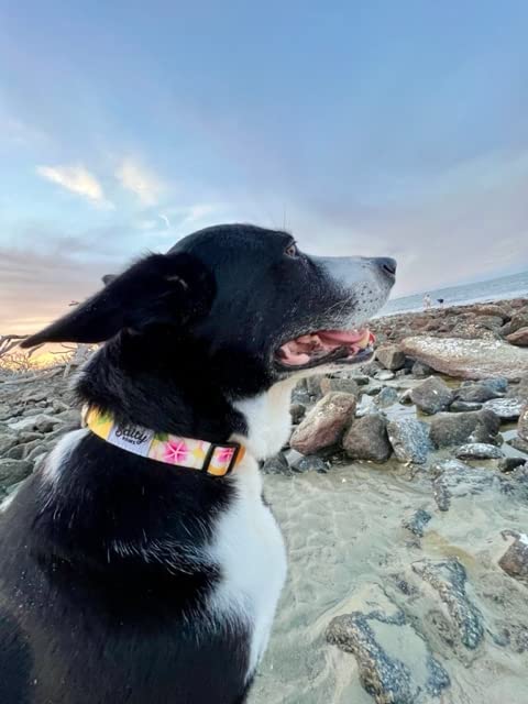 Shaka's Salty Paws Adjustable Dog Collar for Small, Medium & Large Dogs (18