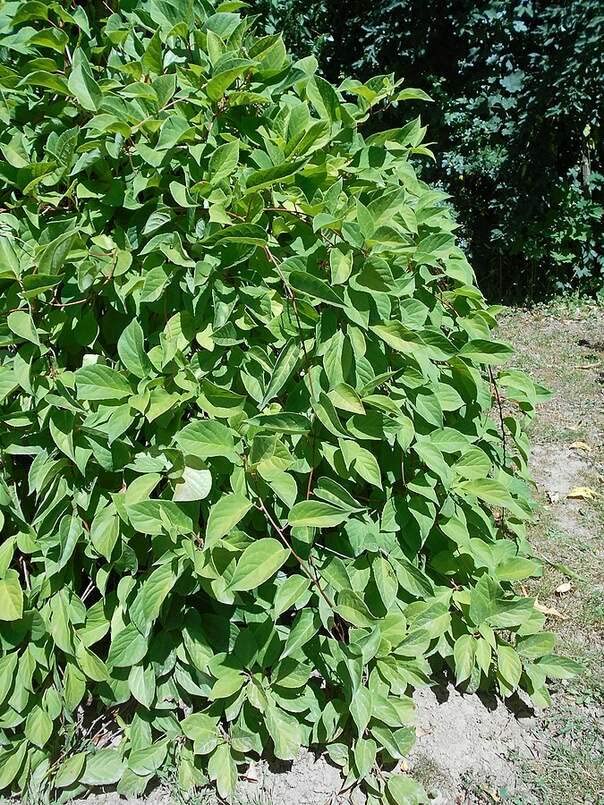 Premium Schisandra Chinensis Seeds (10 Pack) - Chinese Magnolia Vine, Five Flavor Berry - Grow Your Own Medicinal Herb Garden for Tea, Health Supplements & Natural Remedies