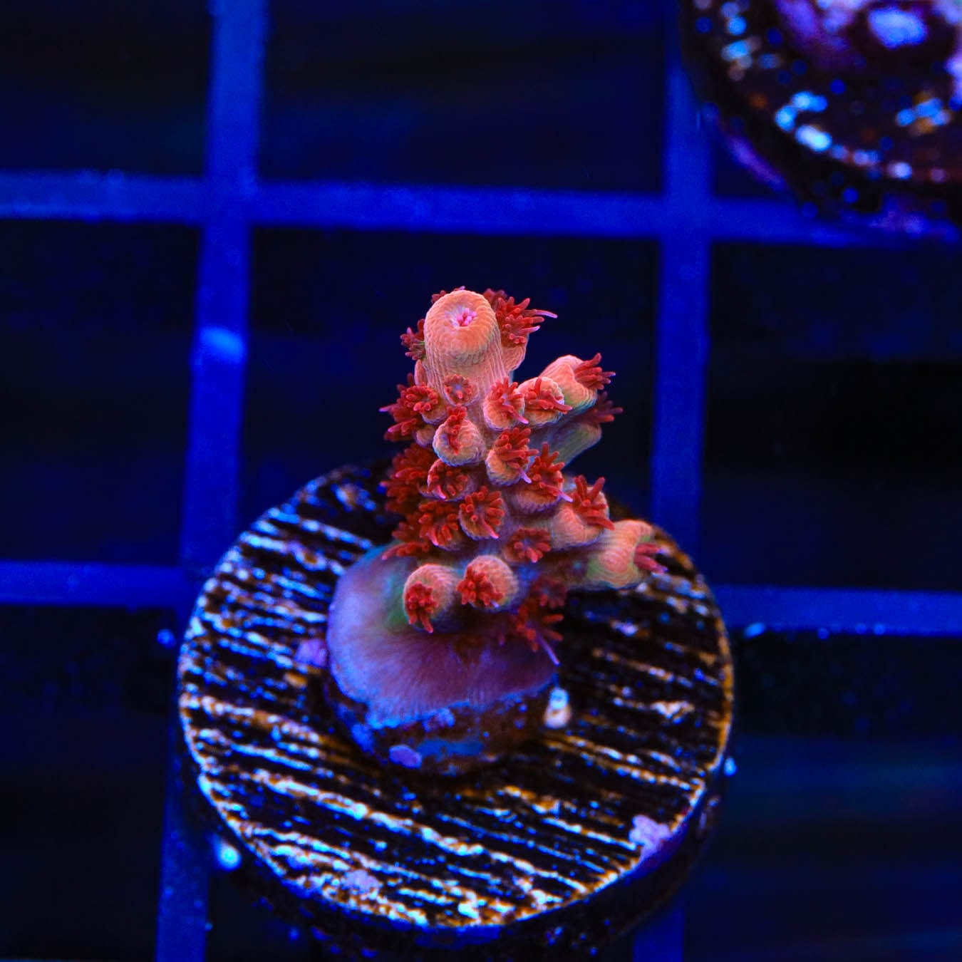 Premium CB Maleficent Acropora Coral for Saltwater Aquariums - Vibrant Purple SPS Coral for Reef Tanks & Marine Aquascaping