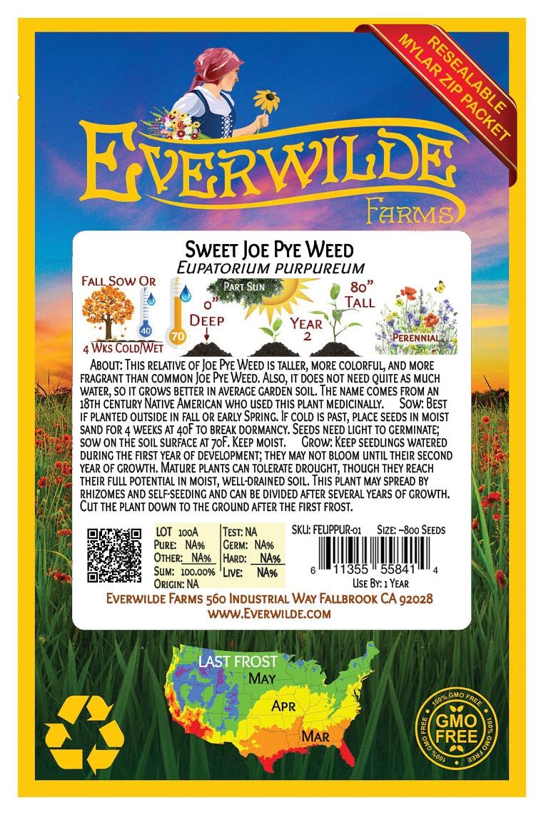 Everwilde Farms 800 Sweet Joe Pye Weed Native Wildflower Seeds - Gold Vault Seed Packet for Pollinator Gardens & Natural Landscaping