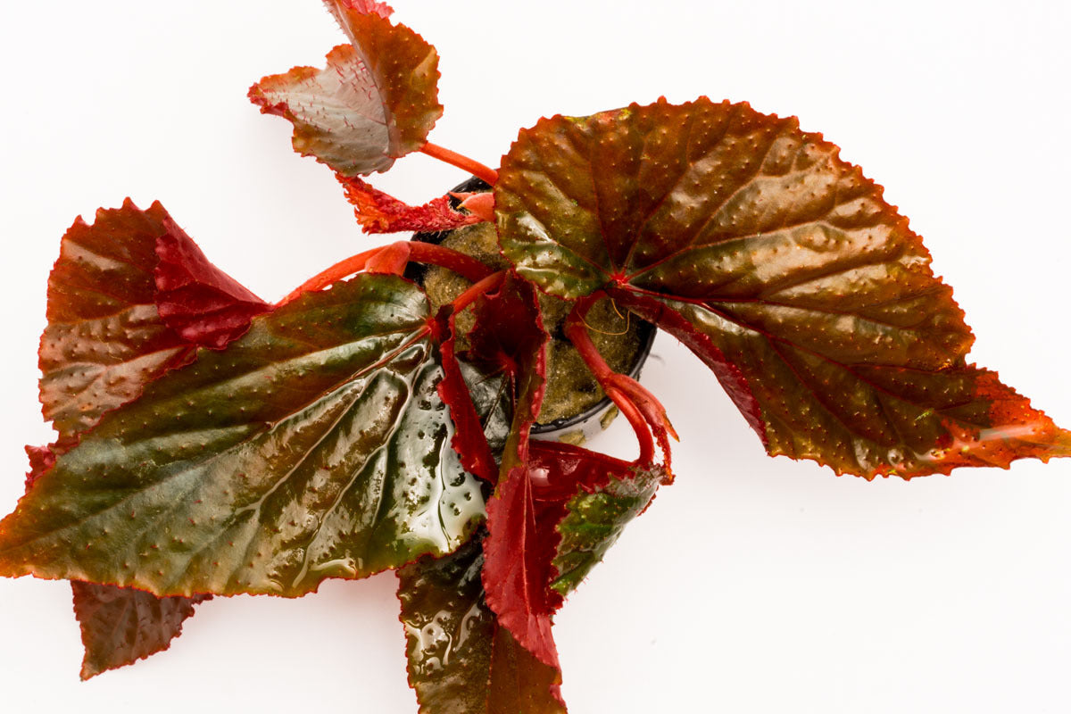 Arabian Sunset Begonia Plant - Live Houseplant for Indoor & Outdoor Gardens, Perfect for Home Decor, Office Spaces, and Gift Giving