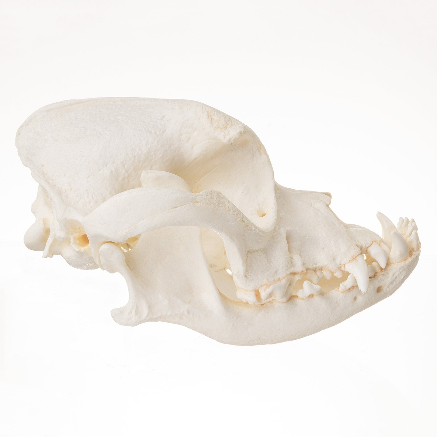 Authentic Replica Boxer Dog Skull - Realistic Canine Anatomy Model for Veterinary Study, Halloween Decor, and Educational Display