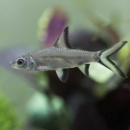 Premium Silver Shark Fish (Balantiocheilos melanopterus) - Live Tropical Aquarium Fish for Freshwater Tanks, Ponds & Community Aquariums