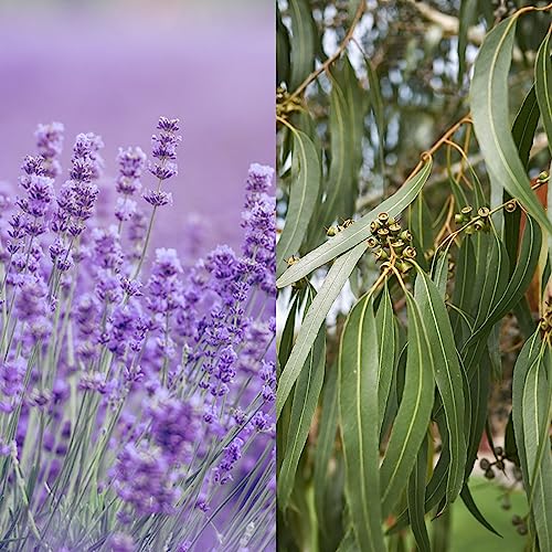 Lavender + Eucalyptus