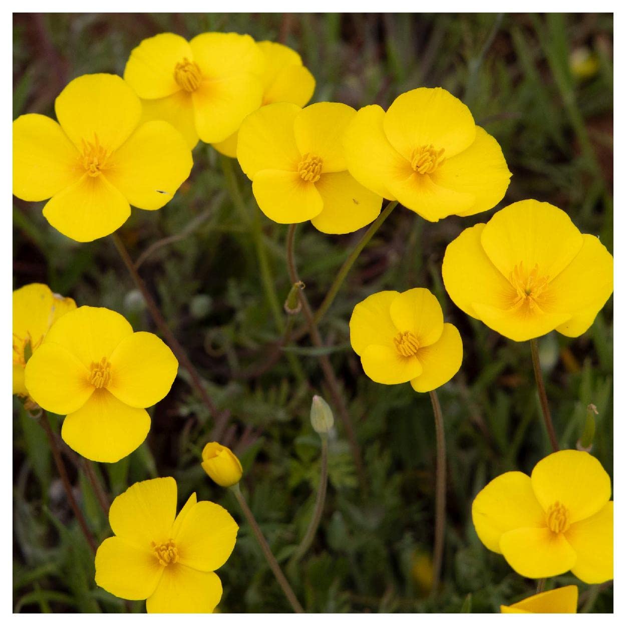 Everwilde Farms - 1/4 Lb Dwarf California Poppy Native Wildflower Seeds - Gold Vault Pack - Perfect for Home Gardens, Landscaping & Pollinator-Friendly Yards