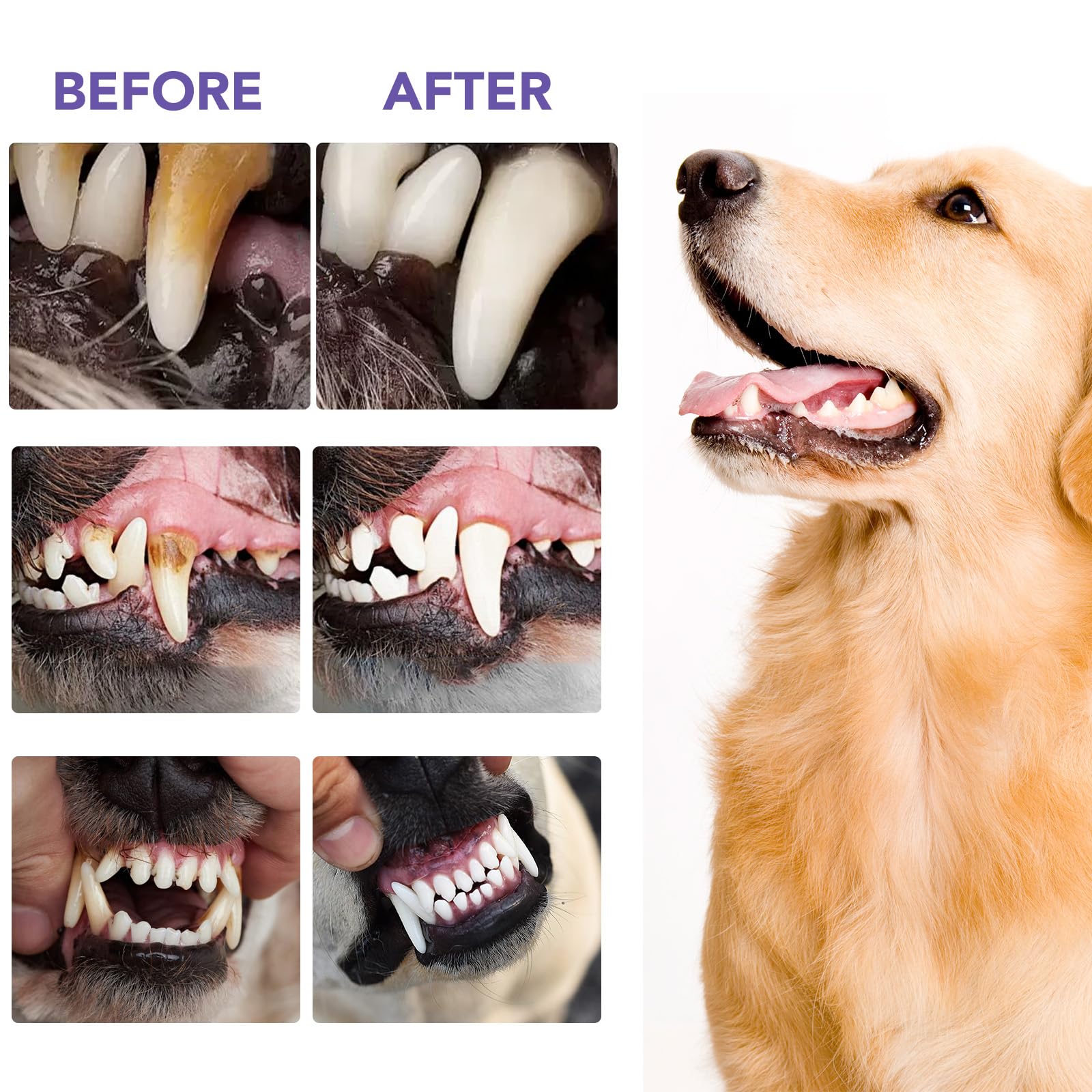 **Natural Dog Dental Powder for Fresh Breath & Teeth Cleaning - Plaque & Tartar Remover for Small, Medium & Large Dogs - Easy-to-Use Oral Care Solution for Daily Use at Home**    *(Use Case: Helps maintain your dog's dental hygiene, freshens breath, and reduces plaque buildup for healthier teeth and gums.)*