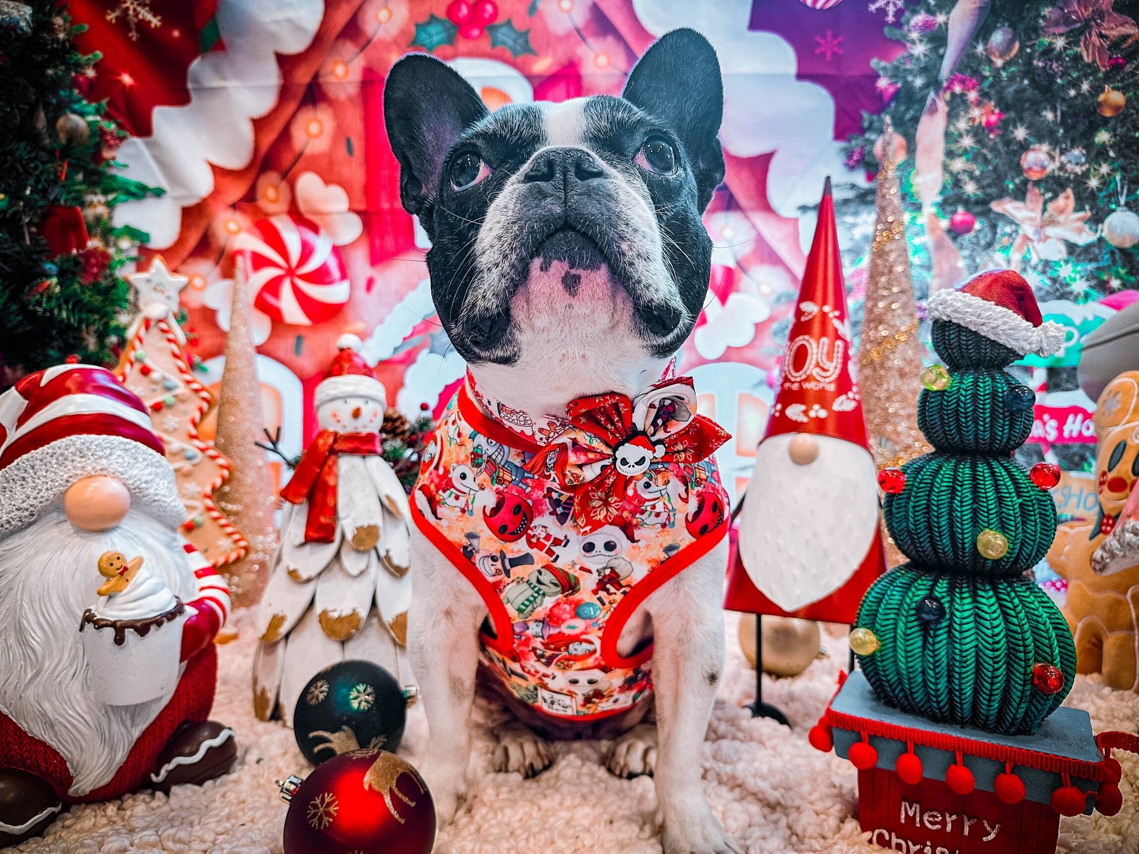 Festive Christmas Dog Collar with Flower Design - Perfect for Holiday Pet Photos & Christmas Eve Celebrations