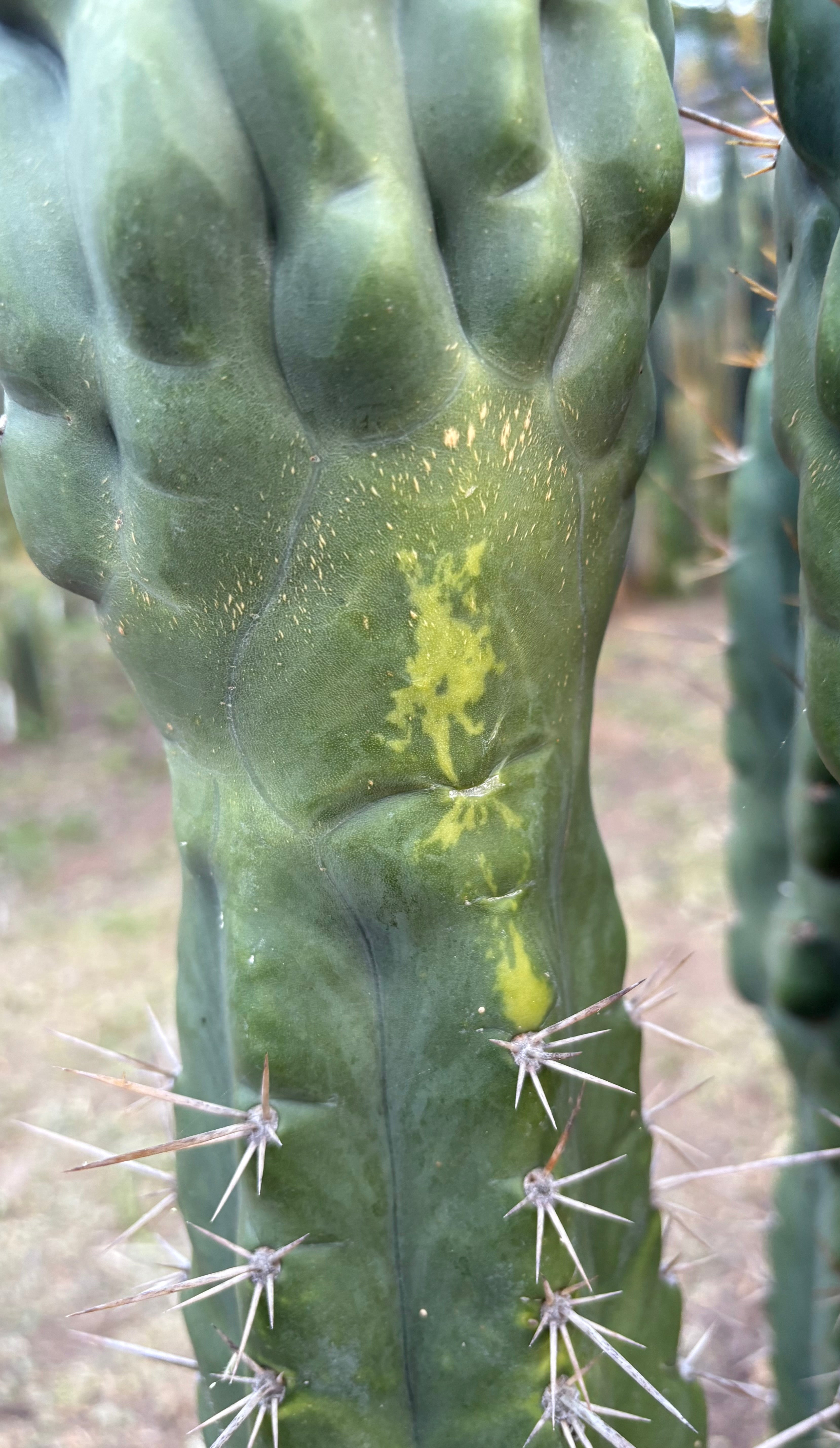 EC142 EXACT Trichocereus Bob’s Monstrose Creation BMC Cactus - 13 Inch Rare Succulent Plant for Home Decor, Office Desk, or Garden Collection