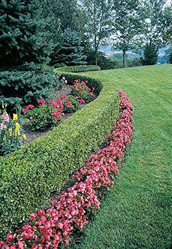 10 Green Velvet Hybrid Boxwood Plants - Low Maintenance Evergreen Shrubs in Quart Pots (No CA) - Perfect for Landscaping, Hedges & Container Gardens