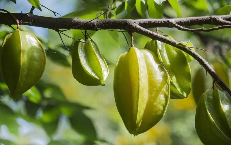 Star Fruit (Carambola) - Fresh, Sweet & Exotic Tropical Fruit for Salads, Juices & Healthy Snacks
