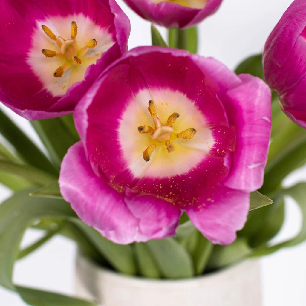 Bulk Pink Tulips - Fresh Cut Flowers for Weddings, Home Decor, and Floral Arrangements | Barcelona Style Blooms