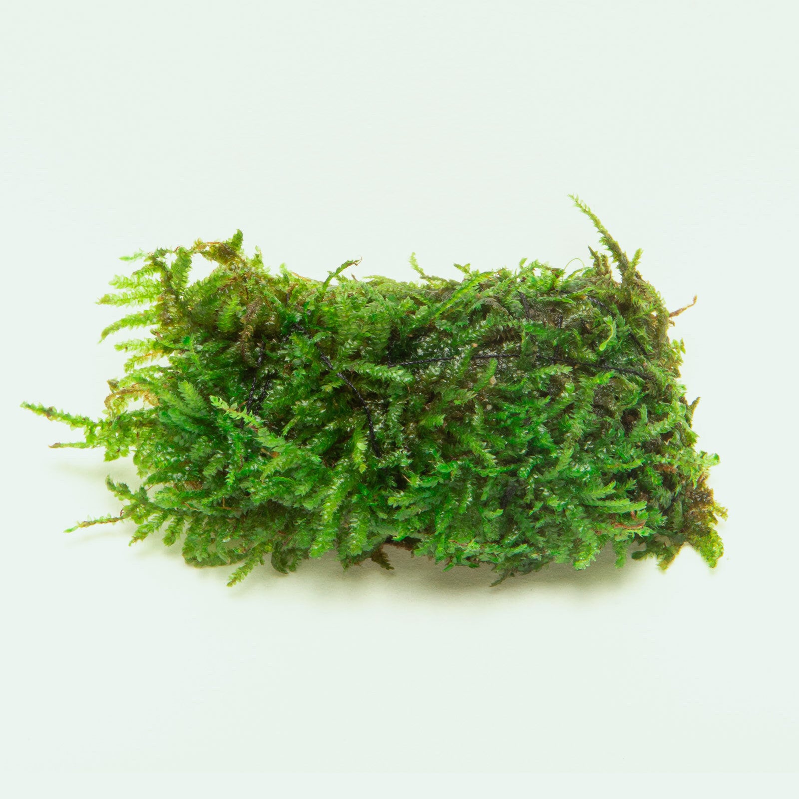 Premium Christmas Moss Decor Block for Aquarium & Terrarium - Natural Aquatic Plant Decoration for Fish Tanks, Shrimp Habitats & Reptile Enclosures
