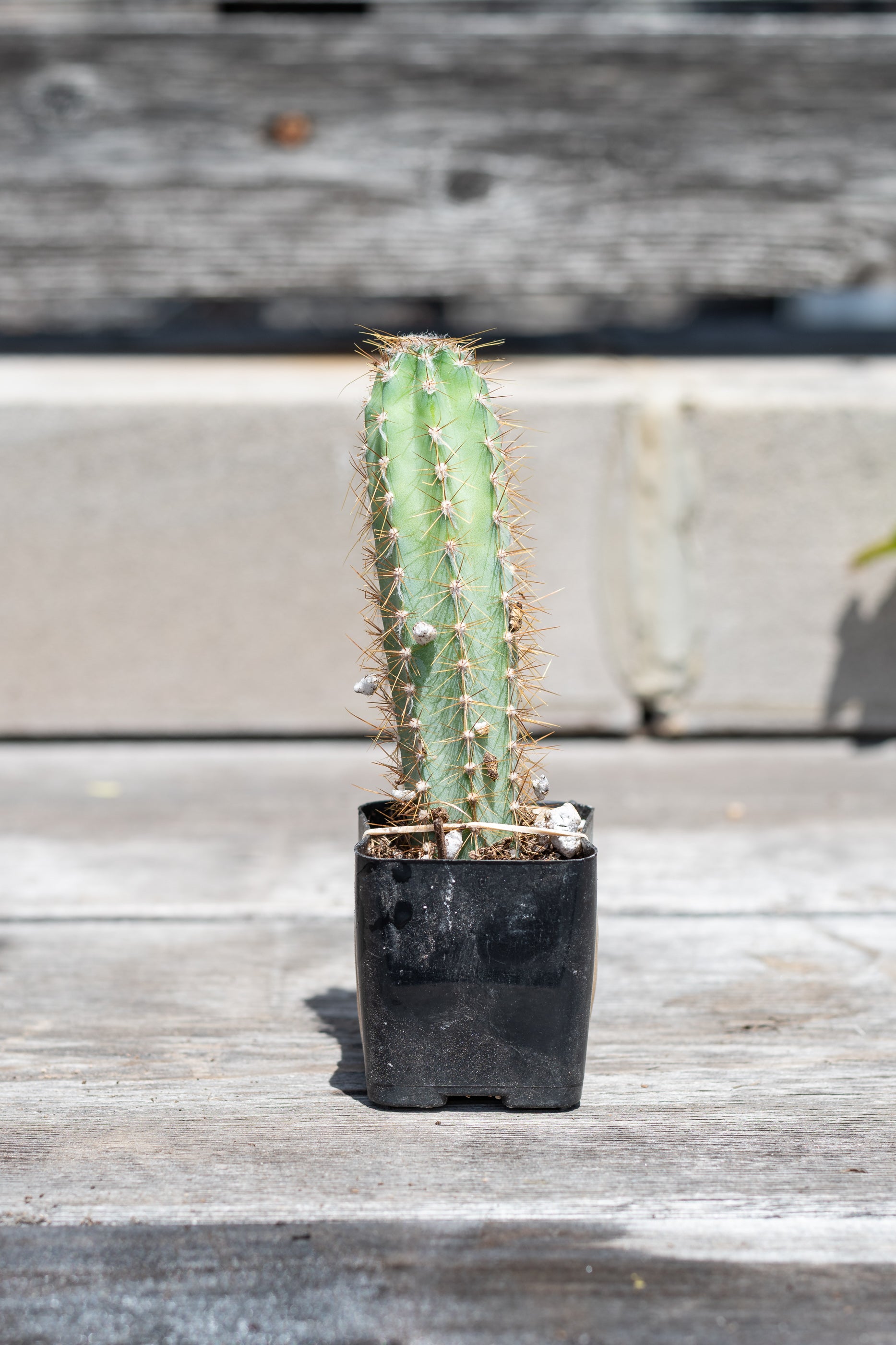 Buy Cereus Peruvianus Cactus - Live Plant for Home & Garden Decor | Perfect for Indoor Succulent Arrangements & Outdoor Landscaping