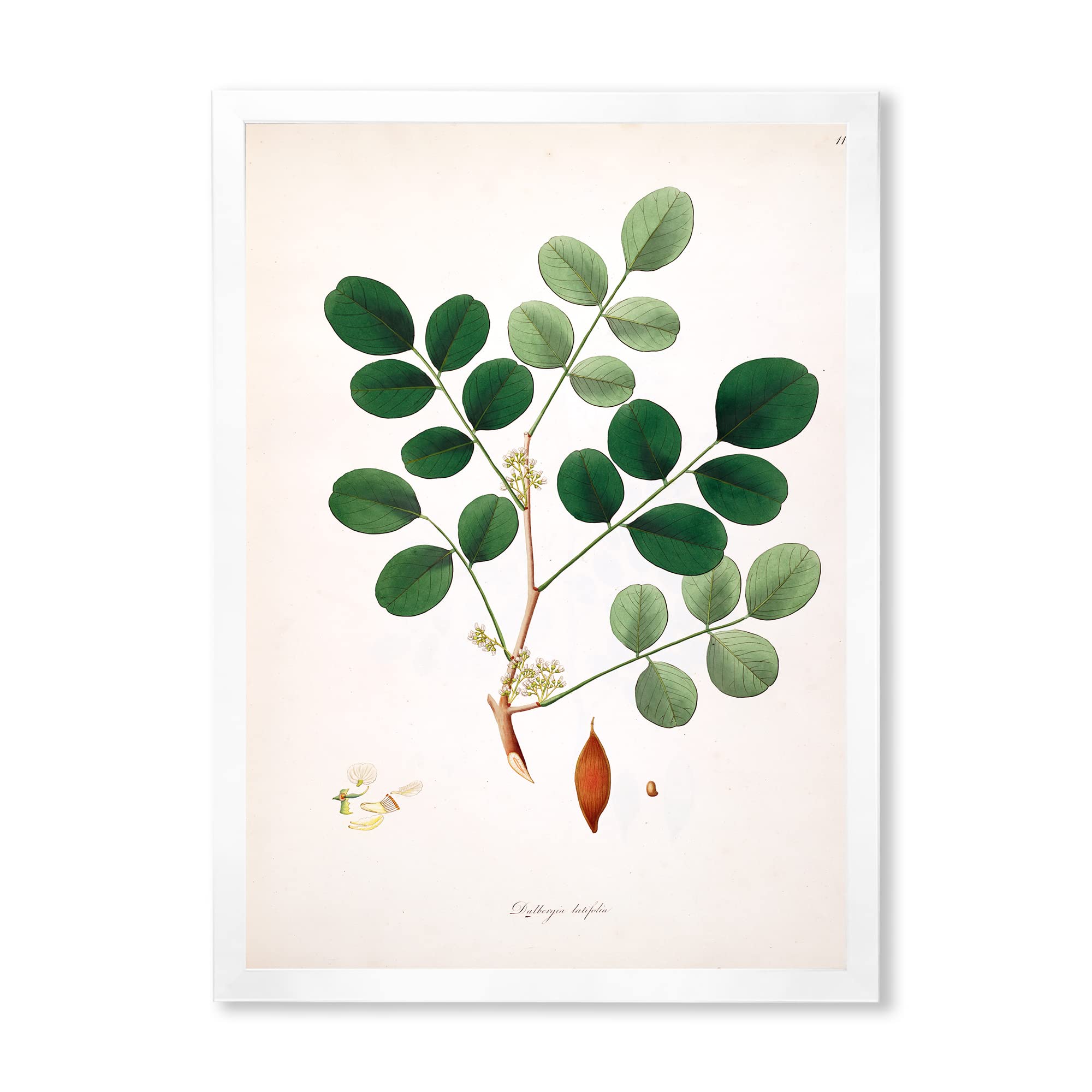 Vintage Farmhouse Wall Art - Plant Life XI Framed Decor for Living Room, Bedroom & Kitchen | Rustic Botanical Prints for Home & Office