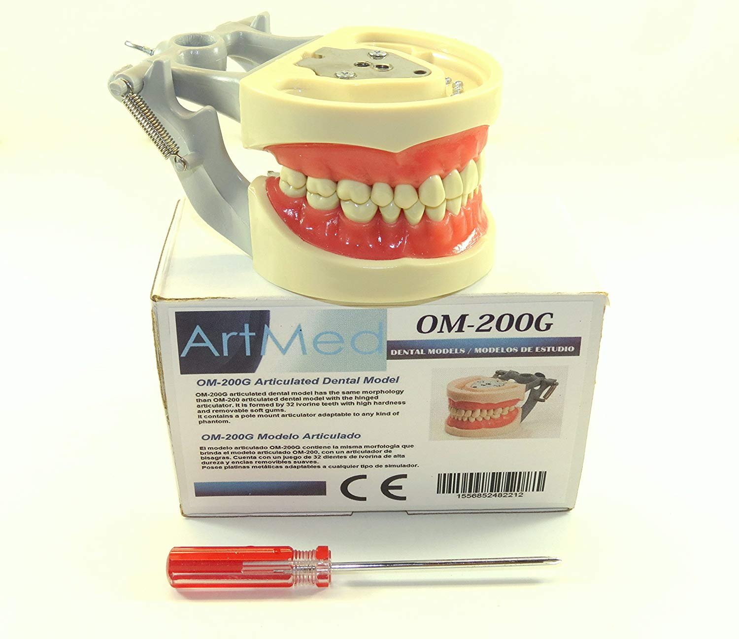 Dental Typodont Articulated Model - 200G Anatomy Model with Removable Teeth (Kilgore/Nissin ARTMED) for Dental Students & Professionals - Perfect for Practice, Training & Education