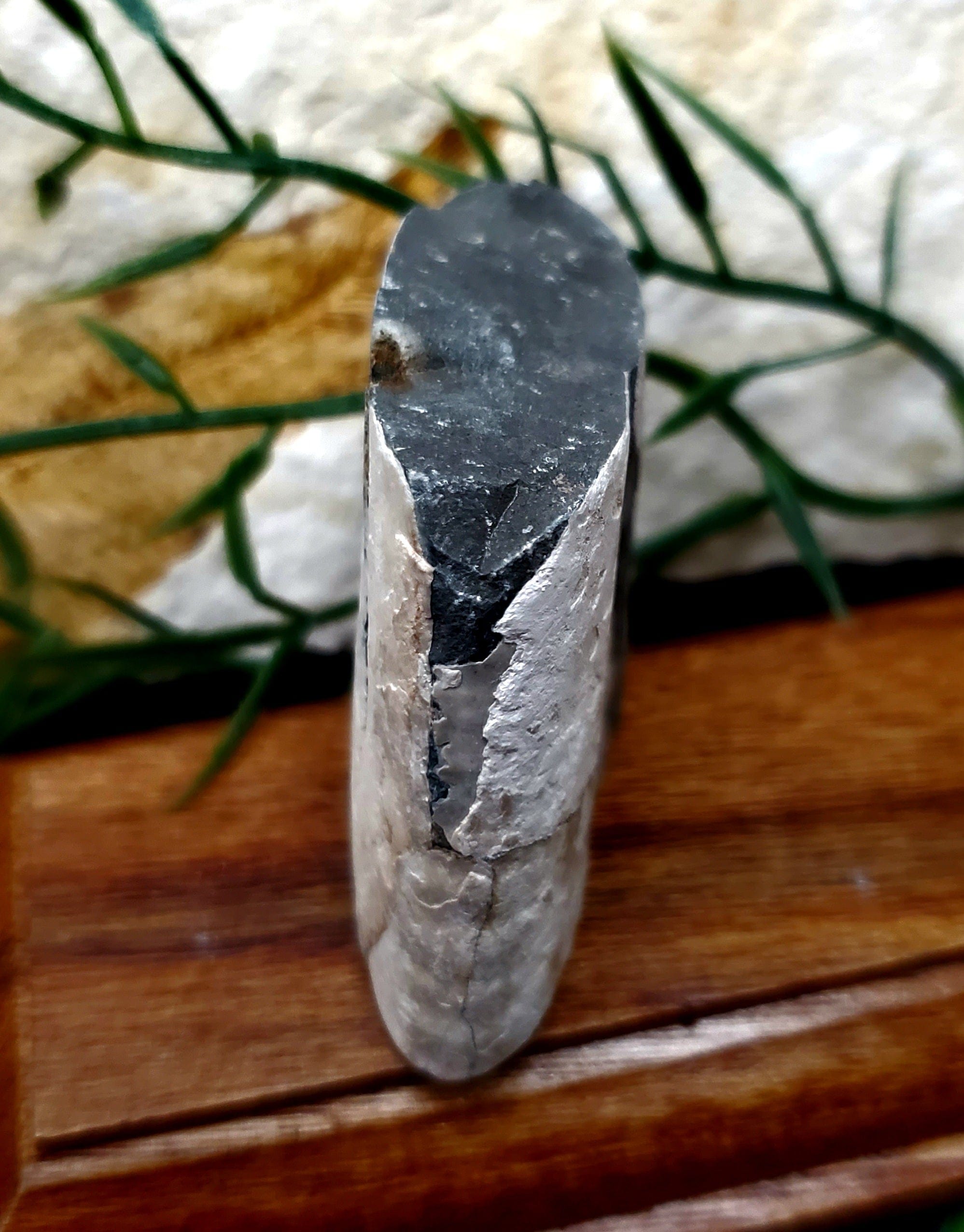 Authentic Baculite Fossil - 5