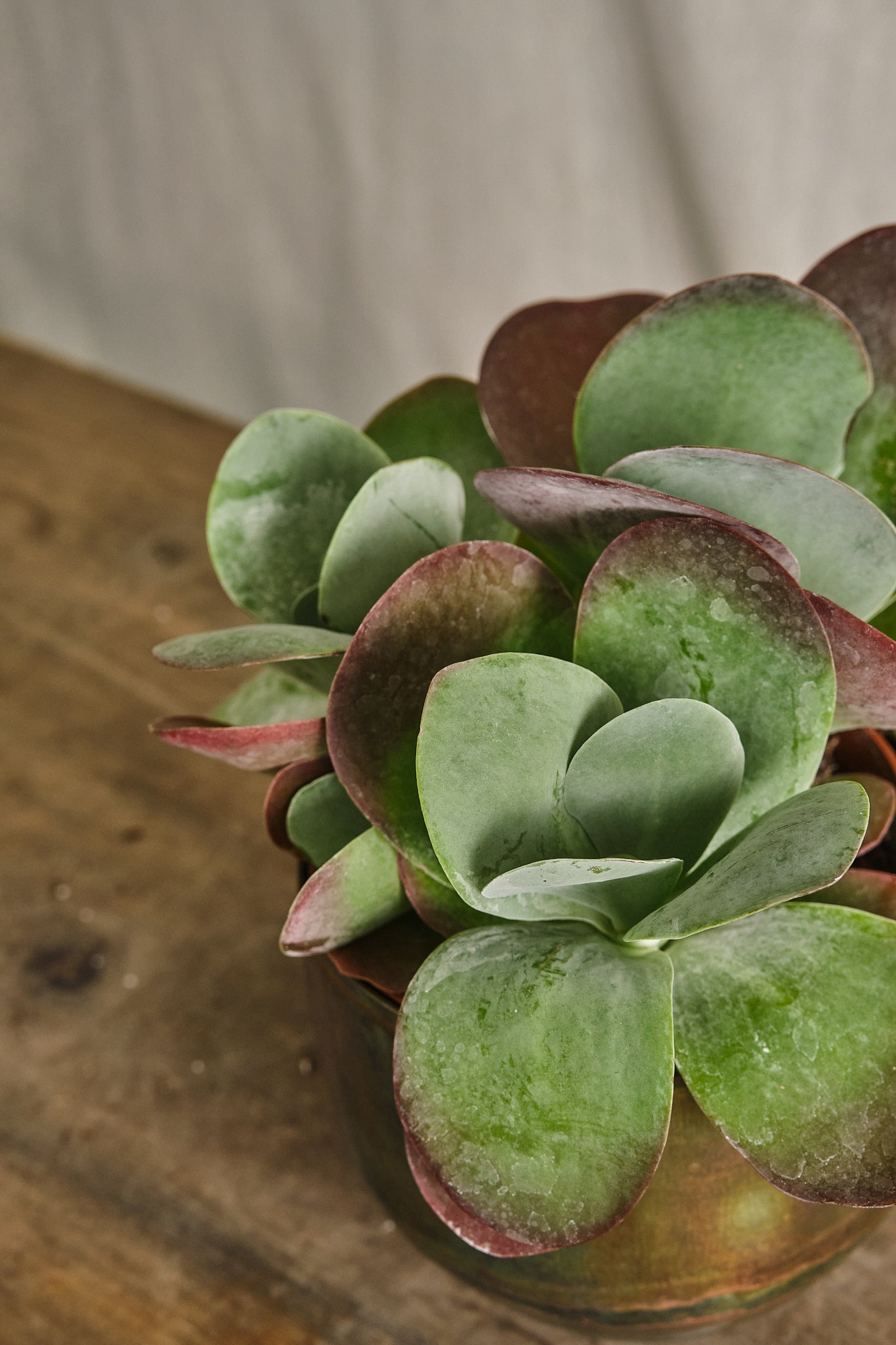 Kalanchoe Thyrsiflora - Paddle Plant, Flapjack Succulent for Home & Garden Decor | Perfect for Indoor Pots, Office Desks, and Drought-Tolerant Landscaping