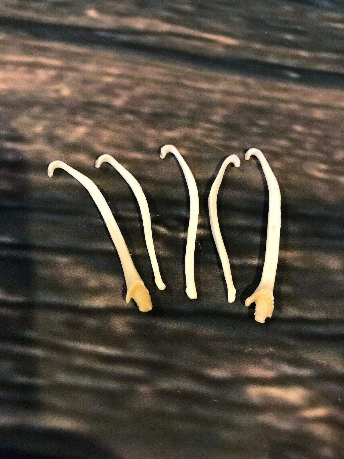 5 Genuine Mink Baculum Penis Bone Oddity - Unique Taxidermy Mount, Novelty Gag Gift & Fish Hook Art - Perfect for Cabin Decor, Curio Cabinets, and Conversation Starters