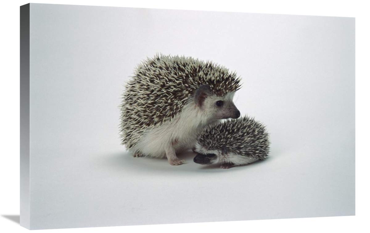 African Hedgehog Baby and Mother Canvas Art Print - 30x20 Inches - Wildlife Wall Decor for Living Room, Bedroom & Office - Native to Africa