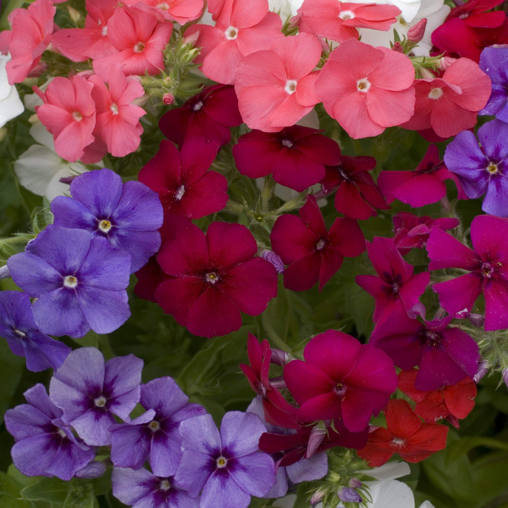 Outsidepride 1000 Seeds Annual Beauty Phlox Flower Seed Mix - Colorful Garden Flowers for Planting, Borders & Landscaping - Attracts Butterflies & Pollinators