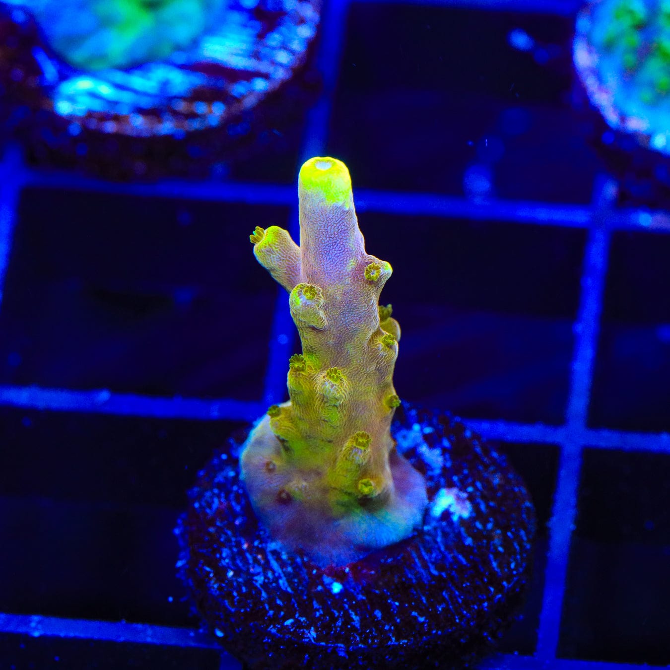 Premium CB Golden Jawdropper Acropora Coral Frag - Vibrant Saltwater Aquarium Coral for Reef Tanks | Perfect for Coral Propagation and Aquascaping
