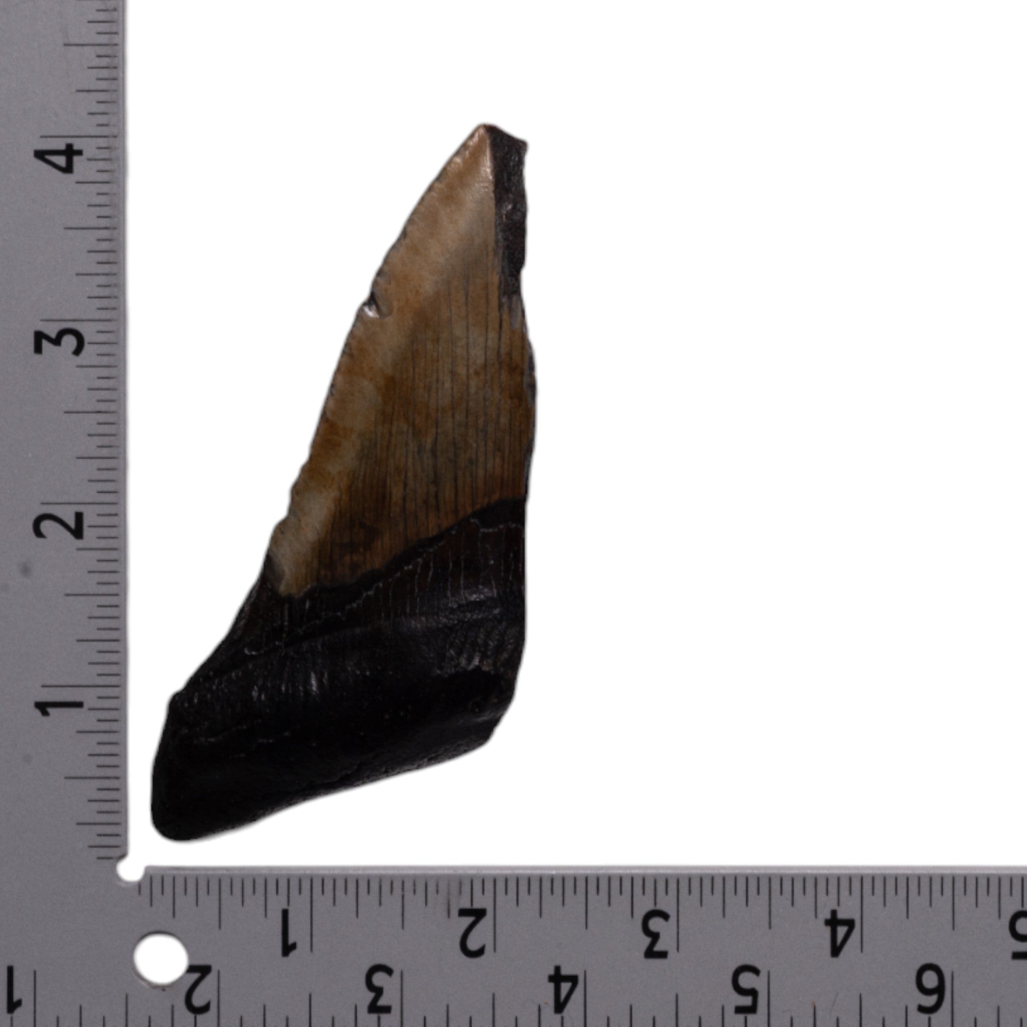 Authentic Megalodon Shark Tooth Fossil - Half Specimen for Collectors & Paleontology Enthusiasts | Perfect for Display, Education & Gift Giving