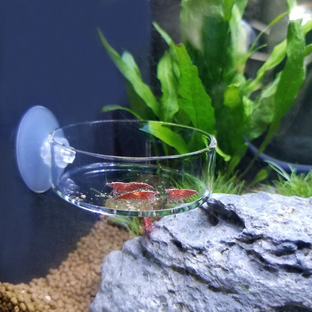 Premium Clear Glass Aquarium Feeding Dish with Suction Cup - 60mm Round Fish Tank Food Tray for Shrimp & Fish - Prevents Food Spreading & Maintains Clean Water - Perfect for Freshwater & Saltwater Tanks