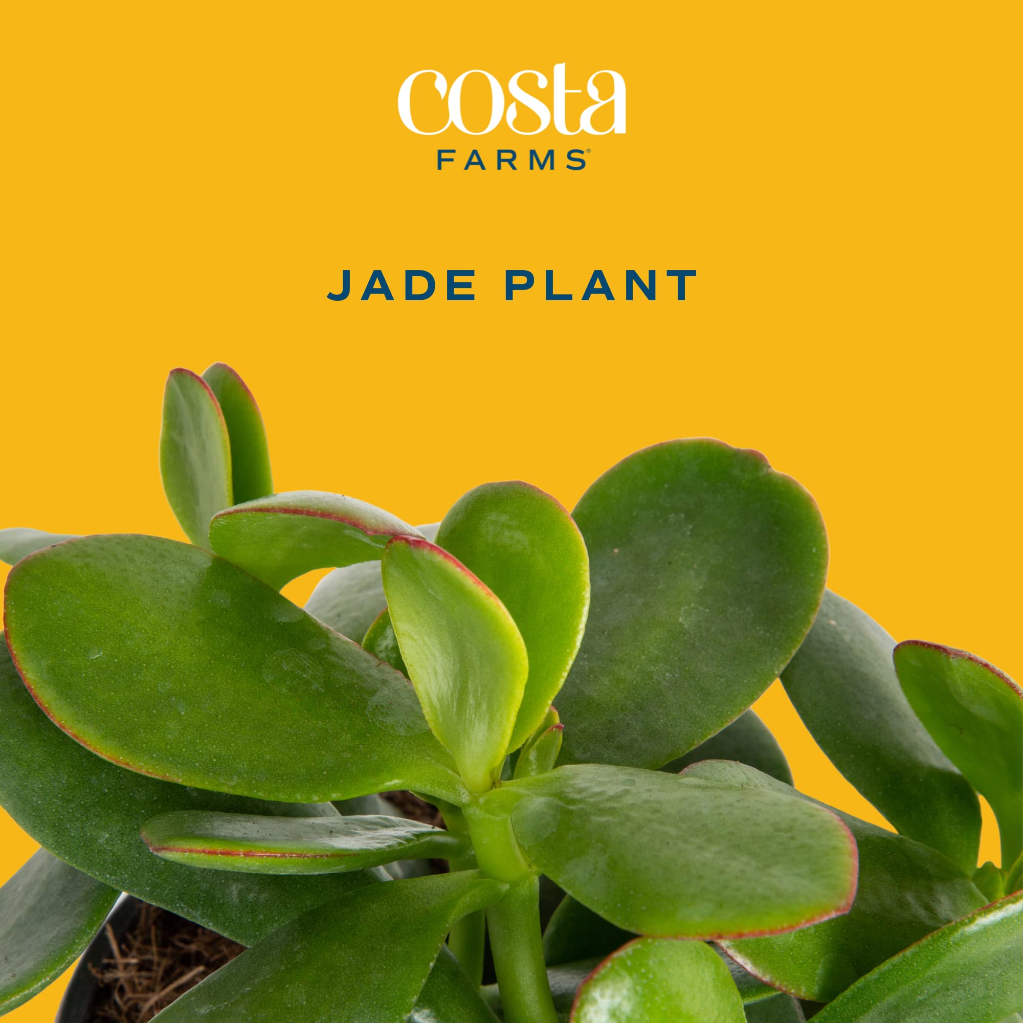Costa Farms Live Jade Succulent Plant in Modern Decor Planter with Soil - 6 Inch Indoor Houseplant for Home, Office, Gift | Perfect for Desk Decor, Housewarming, Birthday Presents & Home Décor