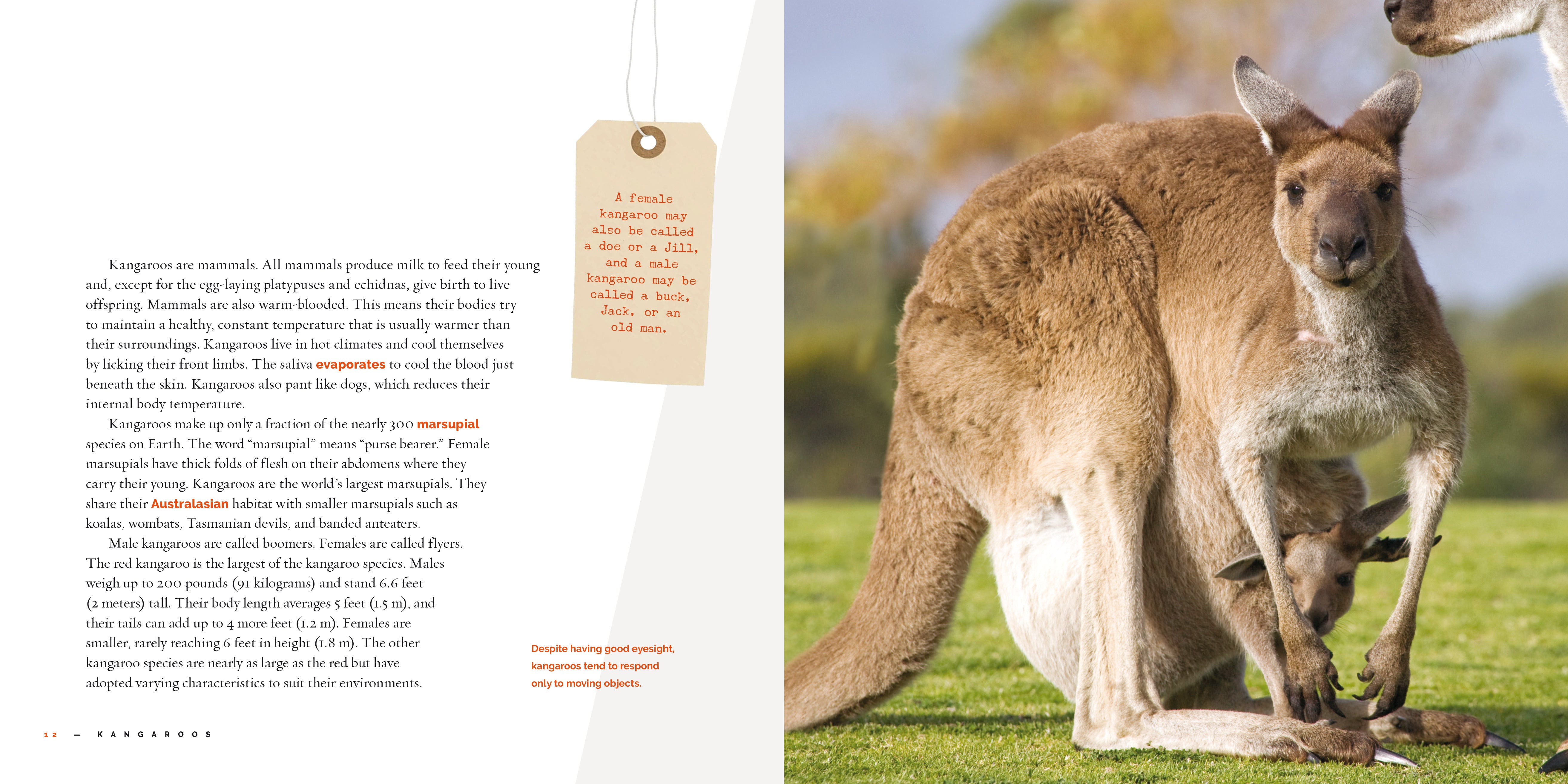 Kangaroos: Fascinating Facts and Photos - 9781640265271 - Perfect for Kids' Learning and Animal Lovers