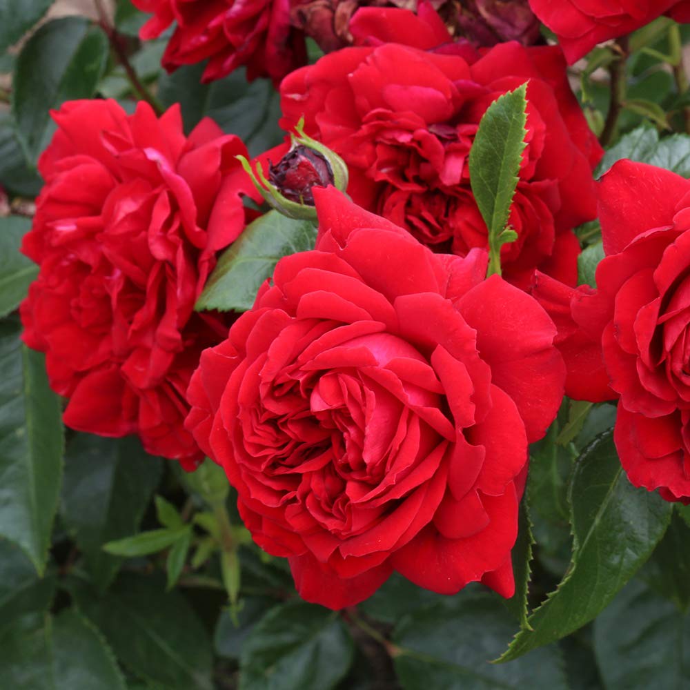 Heirloom Roses Citiscape Bordeaux Red Rose Bush - Floribunda Live Outdoor Plant for Gardens, Landscaping & Patio Decor