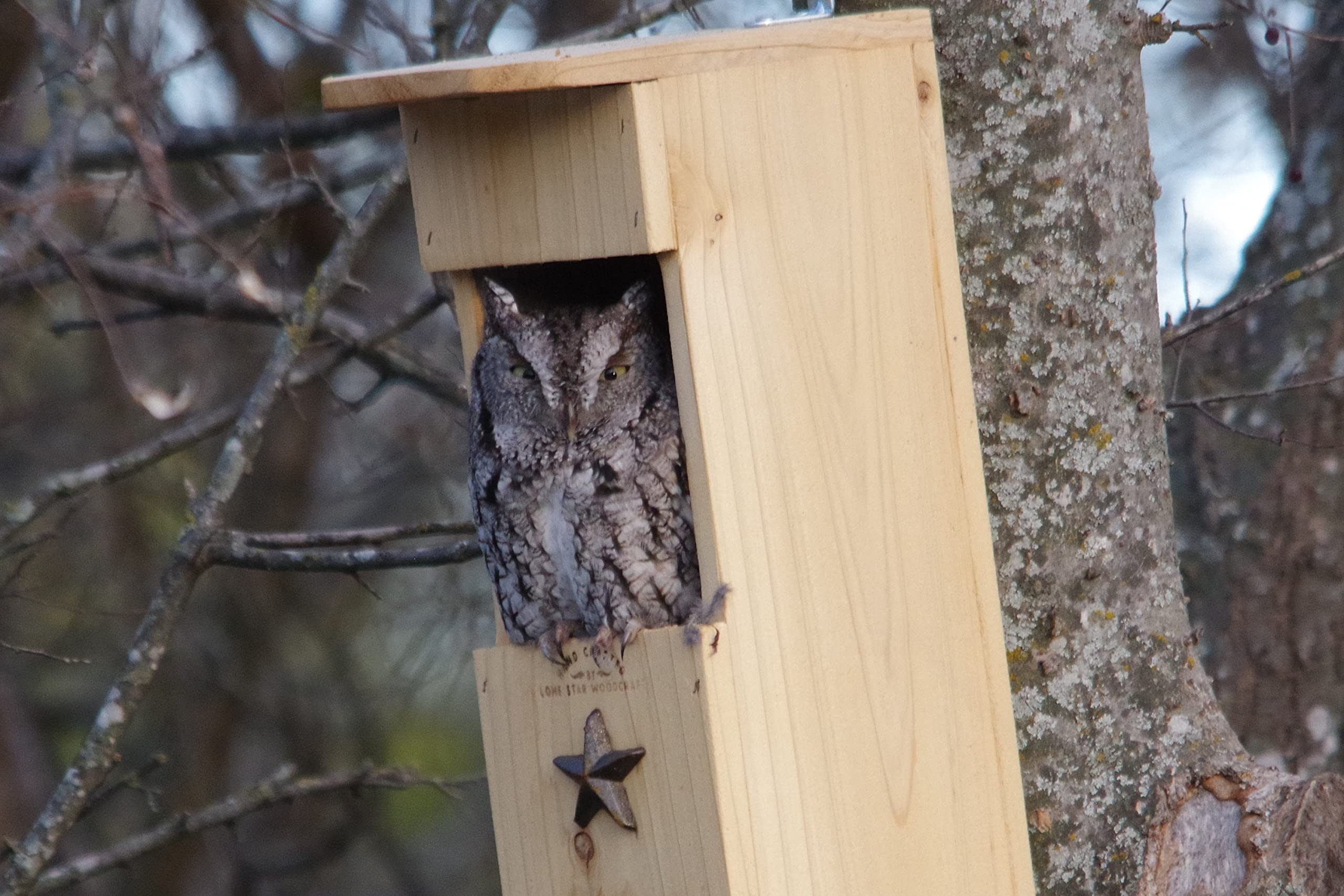 Screech Owl House - Wooden Nesting Box with Rectangular Opening - Perfect for Backyard Birdwatching & Wildlife Habitat