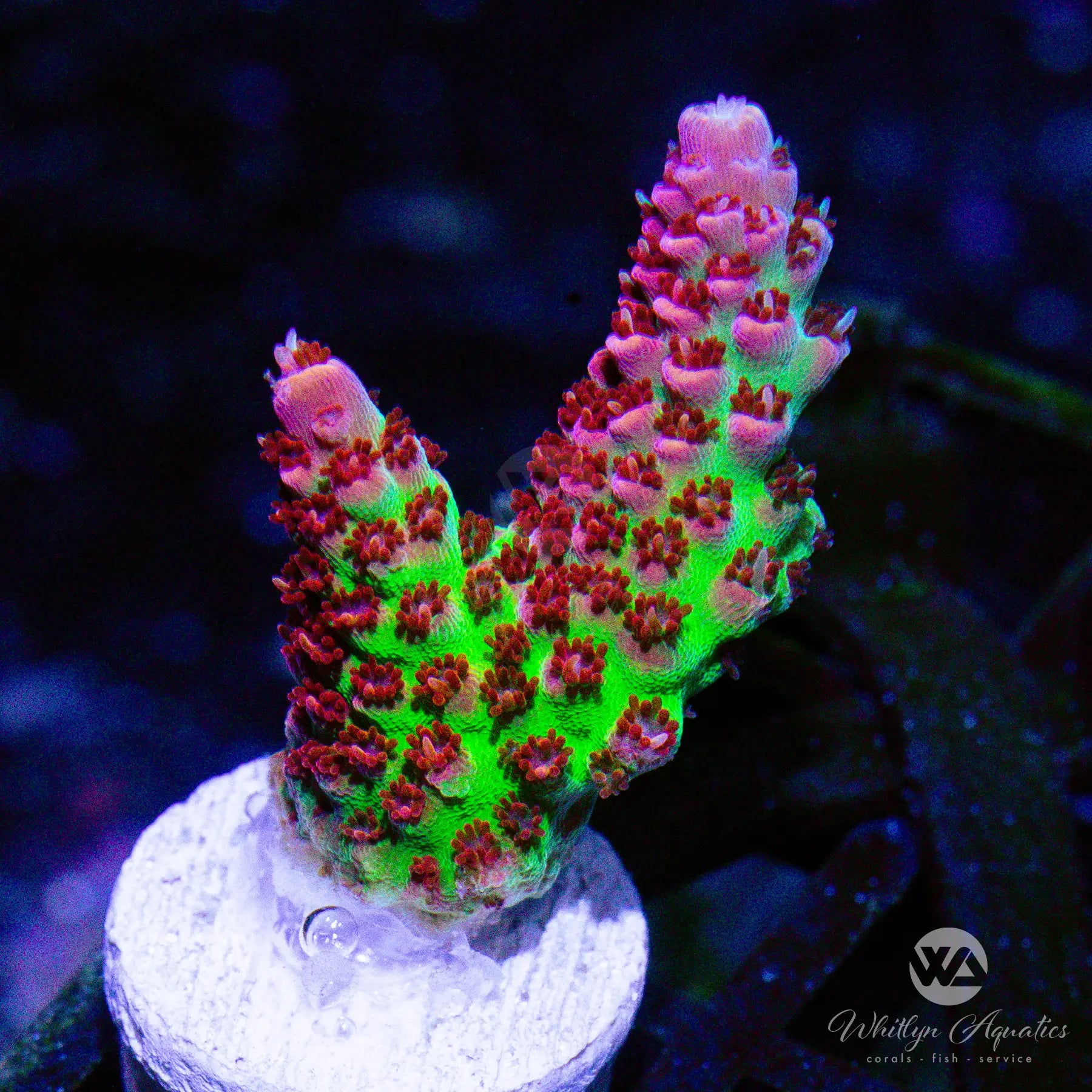 D01 WA Cherry Bomb Acropora Coral - Premium WYSIWYG Live Coral for Saltwater Aquariums | Perfect for Reef Tanks & Coral Frag Racks