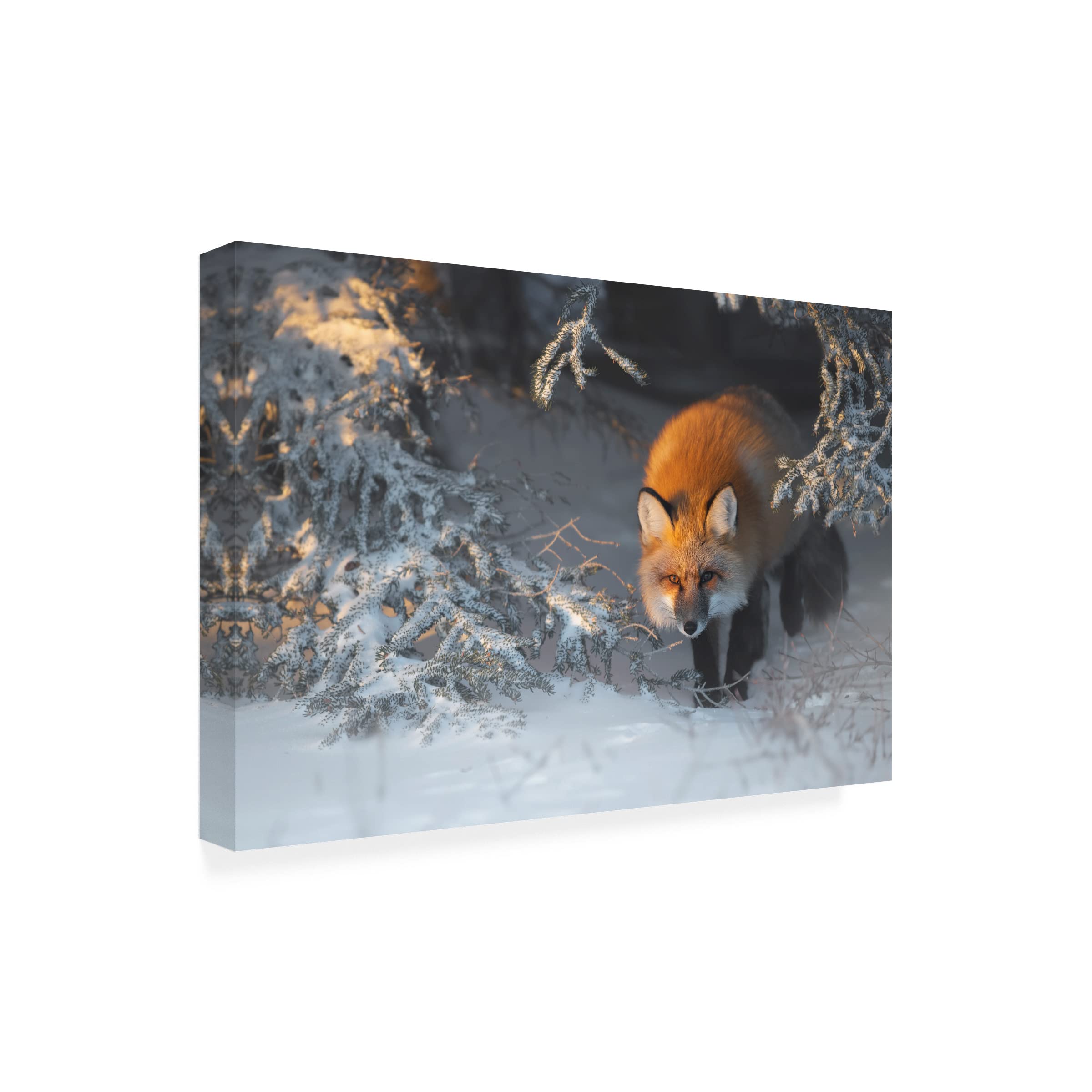 Roberto Marchegiani 'Red Fox' Canvas Art Print - Wildlife Nature Wall Decor for Living Room, Bedroom & Office - Trademark Fine Art Collection
