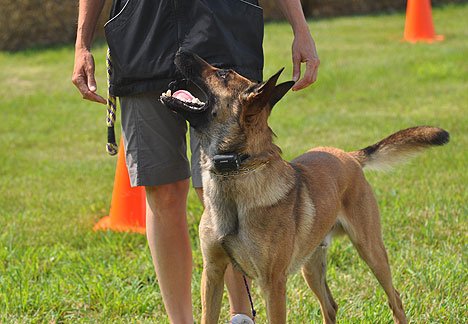 Michael Ellis Electric Training Collar for Dogs - Remote Control, Rechargeable, Waterproof - Perfect for Obedience Training & Behavior Correction at Home or Outdoors