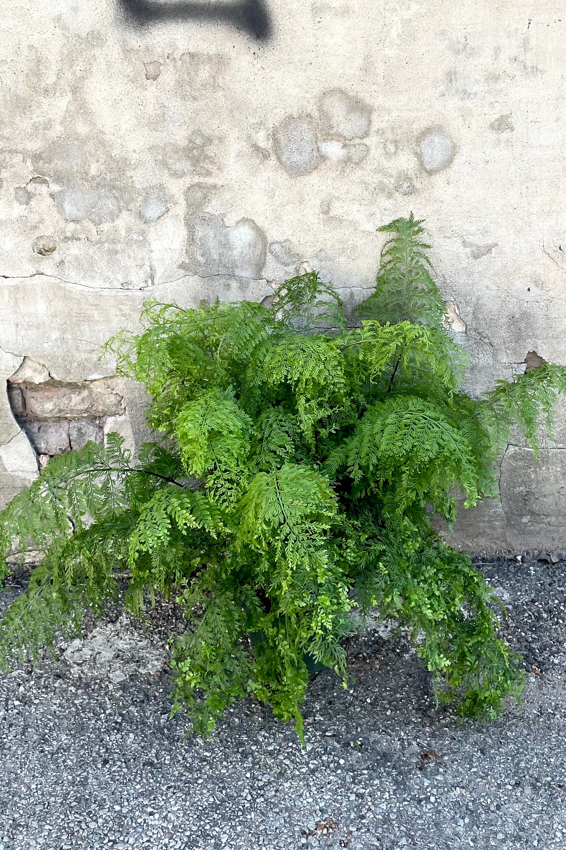 Buy Asplenium bulbiferum Mother Fern - 8 Inch Live House Plant for Indoor Gardening, Home Decor & Office Spaces | Easy-Care Air Purifying Plant