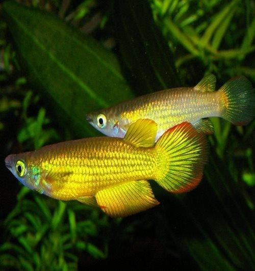 Neon Yellow Panchax Fish (Aplocheilus lineatus) - Live Aquarium Fish for Tropical Tanks & Home Aquascaping