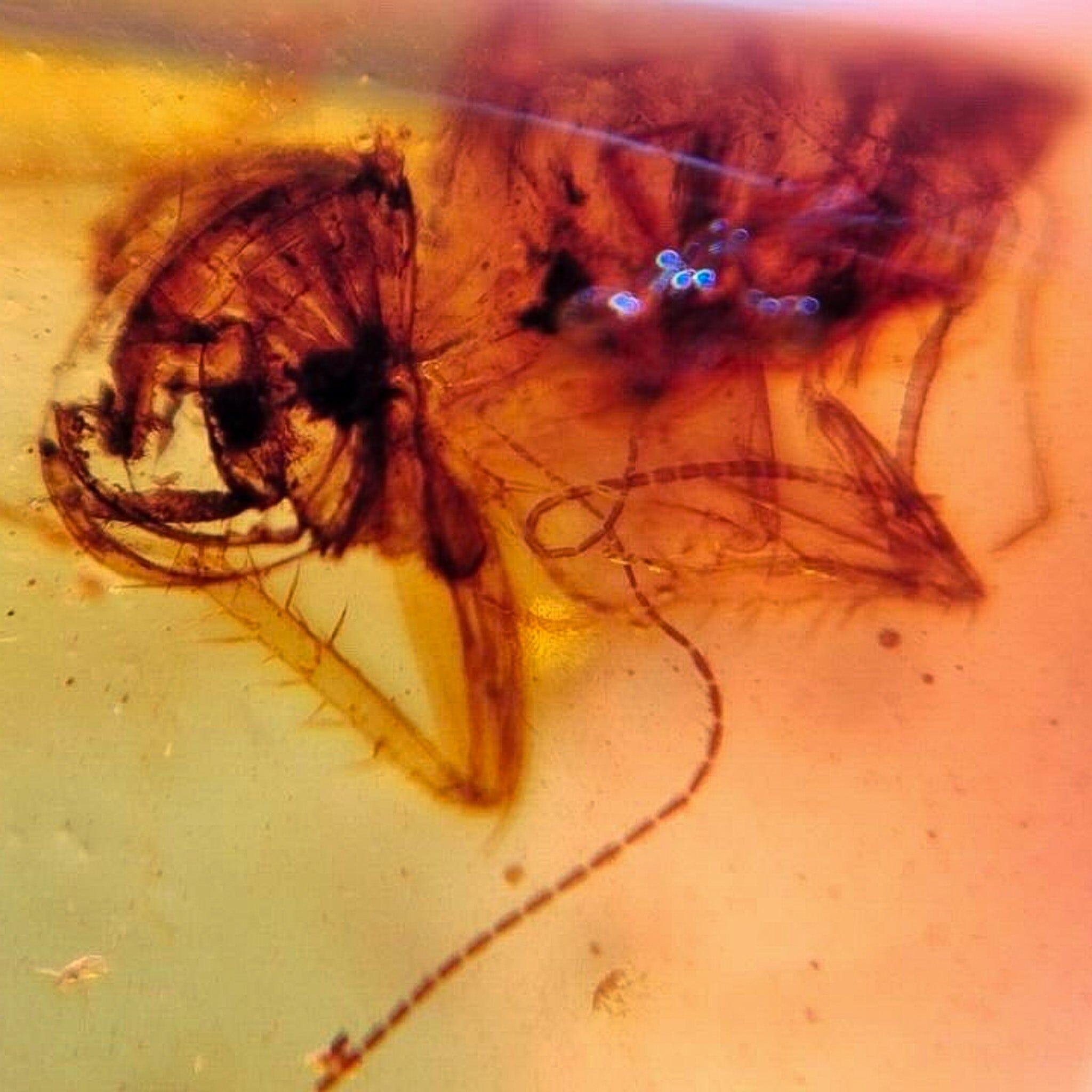 Authentic Burmese Insect Amber Fossil - Rove Beetle & Roach in Burmite from Cretaceous Dinosaur Era | Rare Collector's Specimen for Science Education & Home Decor