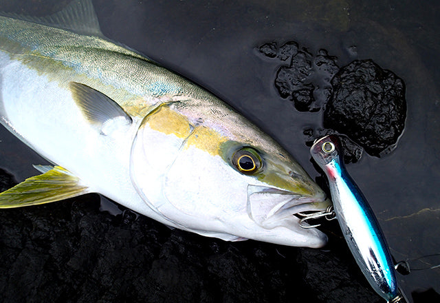 Yo-Zuri Mag Popper Fishing Lures - Topwater Bass & Saltwater Lure for Freshwater & Saltwater Fishing - Perfect for Casting, Trolling & Popping Action