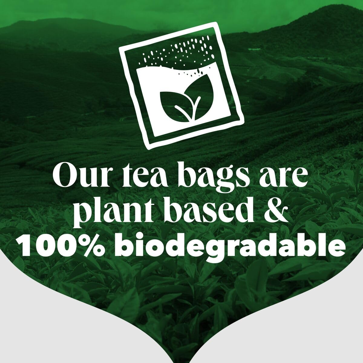 PG Tips Envelope Tea Bags Pack of 200 - Premium Black Tea for Daily Brewing, Office, or Relaxing at Home
