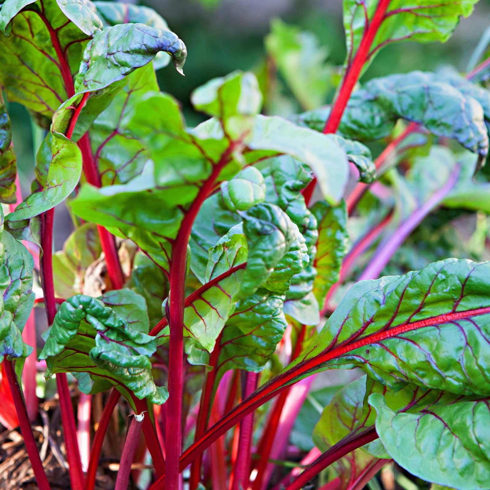 Fordhook Giant Swiss Chard Seeds - Non-GMO Heirloom Vegetable Garden Seeds (3g Packet ~100 Seeds) for Home Gardening, Microgreens & Organic Farming